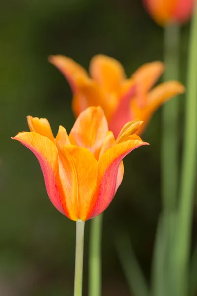 Tulipes en gros plan — Photo