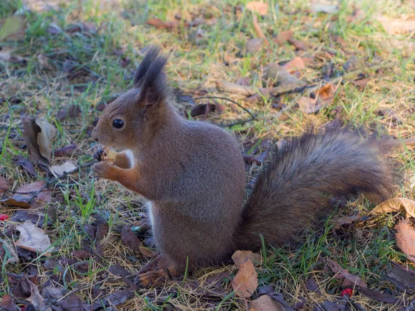 Hungrig ekorre — Stockfoto