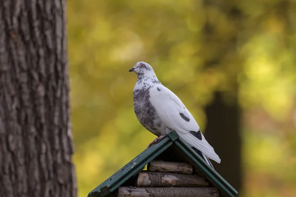 Duva sittande på ett trähus — Stockfoto