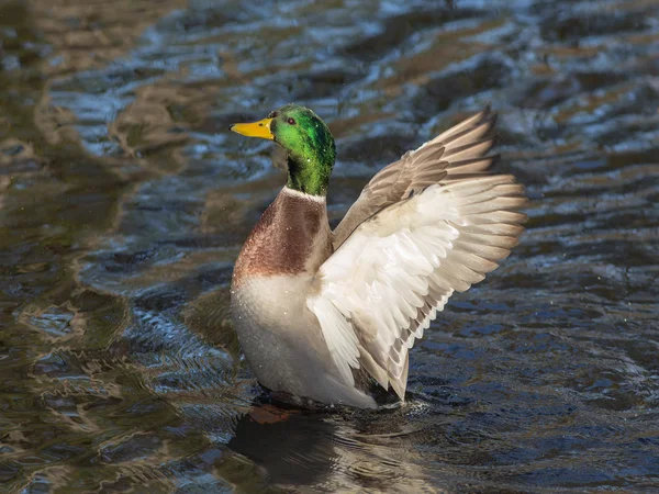 Canard gros plan — Photo