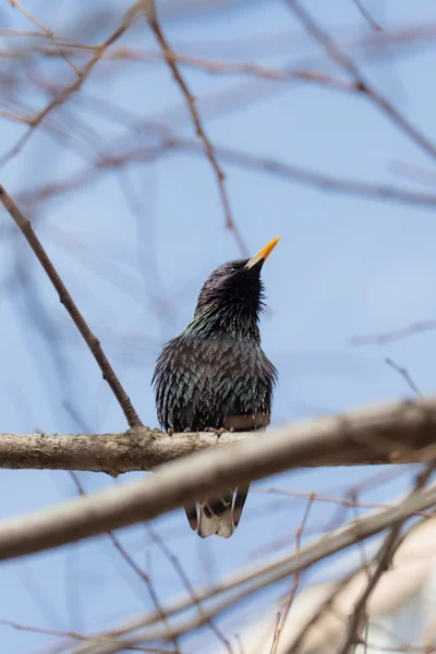 Portrait of starling — Stock Photo, Image