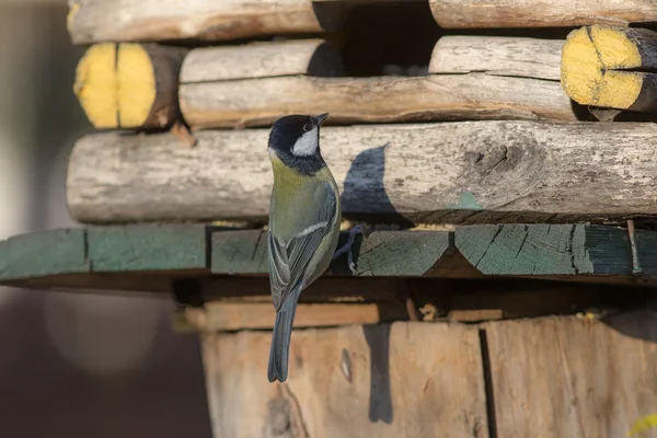 Meise auf einem Holzhaus — Stockfoto