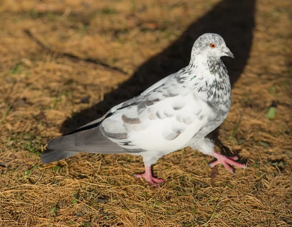 白鳩 — ストック写真