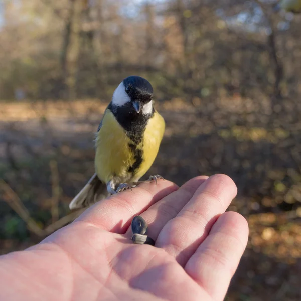 Curious titmouse — Stock Photo, Image