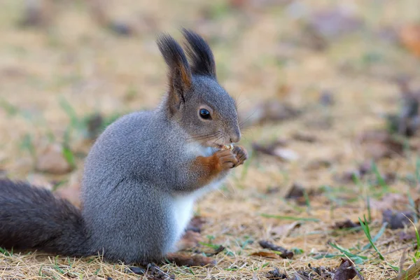 Eichhörnchen im Herbst — Stockfoto