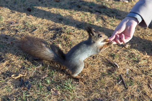 Behandelen in uw hand — Stockfoto