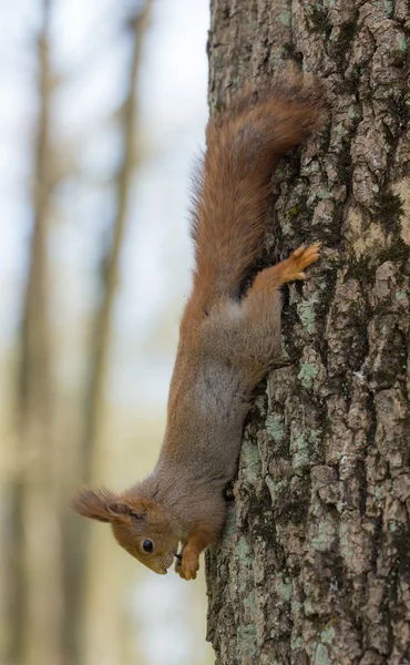 Hörnchen kopfüber — Stockfoto