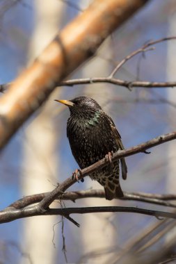 Starling huş ağacı dalı üzerinde