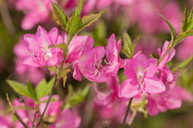 Pembe Rododendron Yakın plan