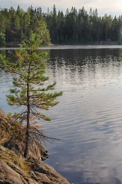 Pine on the edge — Stock Photo, Image