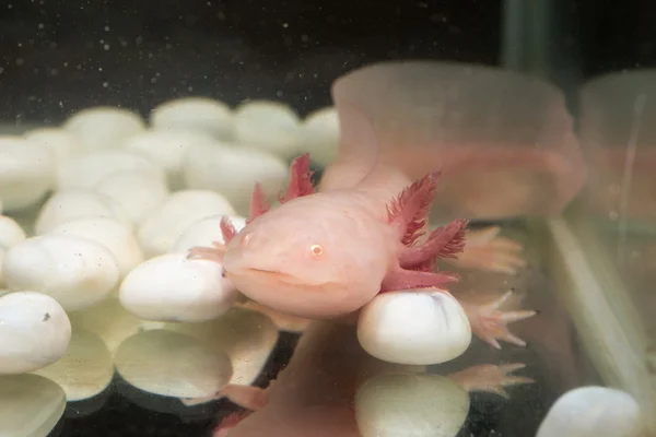 Axolotl rosa — Foto de Stock