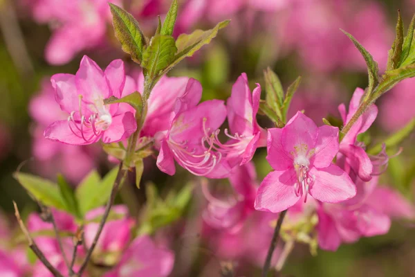 Pembe Rododendron Yakın plan