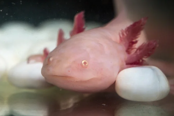 Axolotl de cerca — Foto de Stock