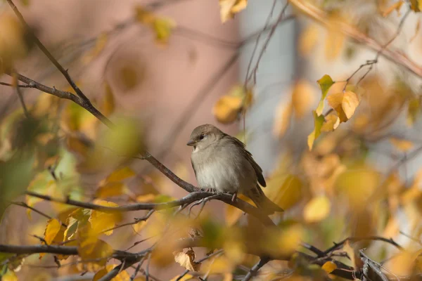 Sparrow in sunny autumn — Stock Photo, Image