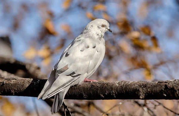 Weiße Taube im Herbst — Stockfoto