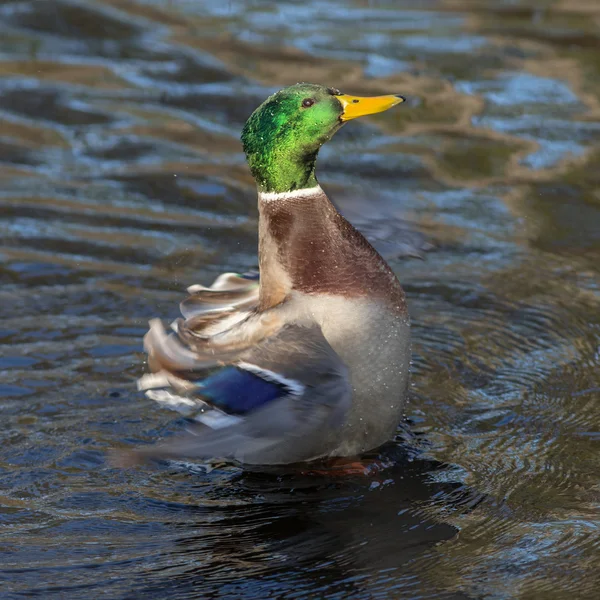 水にアヒルします。 — ストック写真