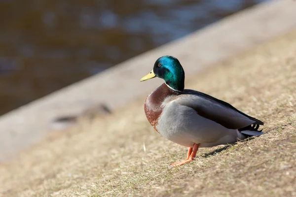 Duck on the river — Stock Photo, Image