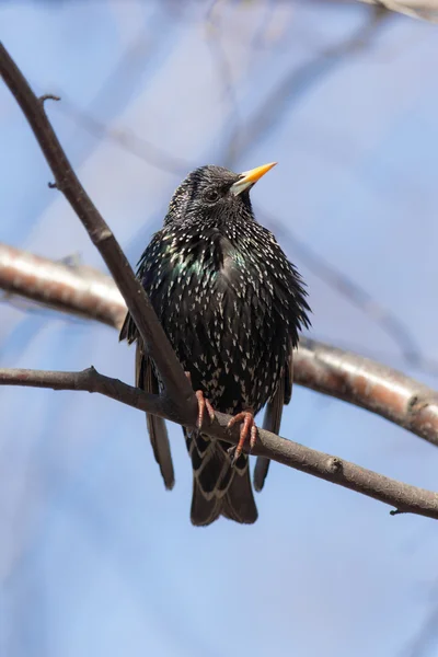 Starling portresi — Stok fotoğraf