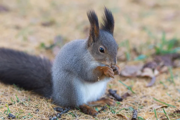 Esquilo comer uma noz — Fotografia de Stock