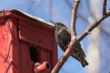 bir huş dalında sığırcık