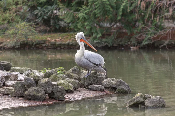 Pélican sur les rochers — Photo