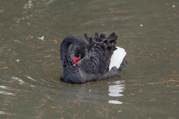 Černá labuť ve vodě — Stock fotografie