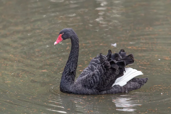 Retrato de un cisne negro — Foto de Stock