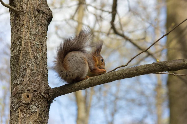 Squirrel on a tree branch — Stock Photo, Image