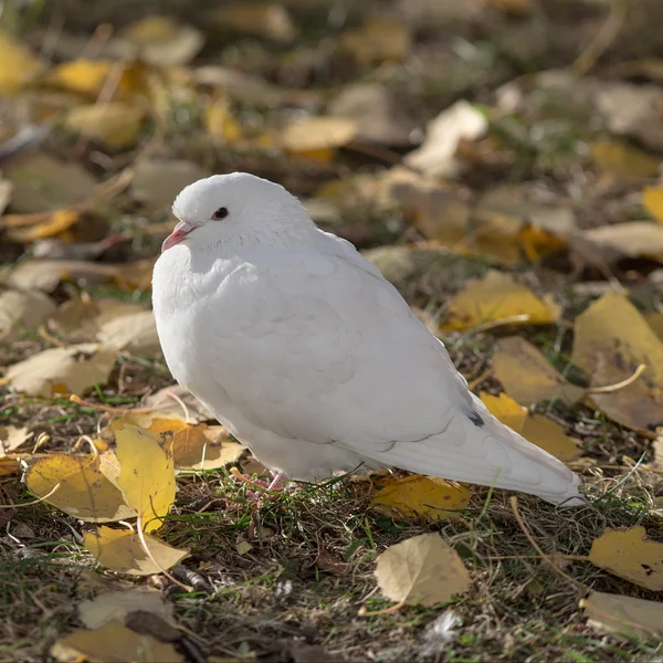 Witte duif op Herfstbladeren — Stockfoto