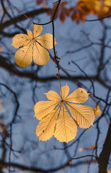 Feuilles de châtaignier gros plan — Photo