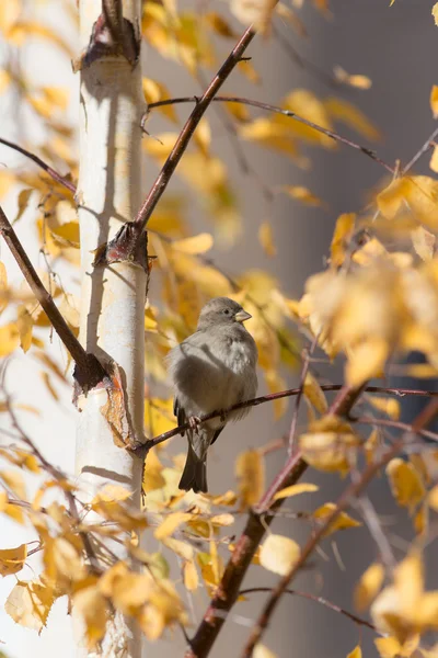 शरद ऋतु sparrow — स्टॉक फ़ोटो, इमेज