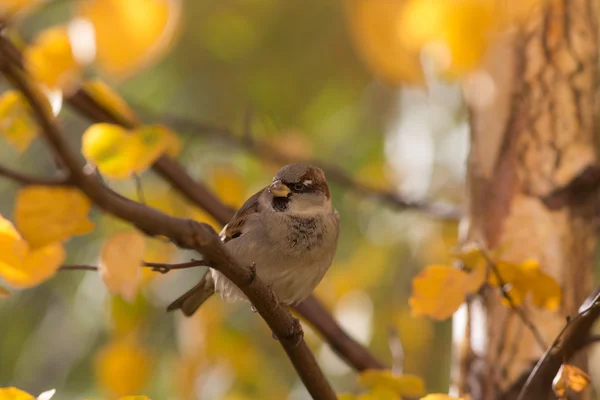 Portrait of sparrow — Stock Photo, Image