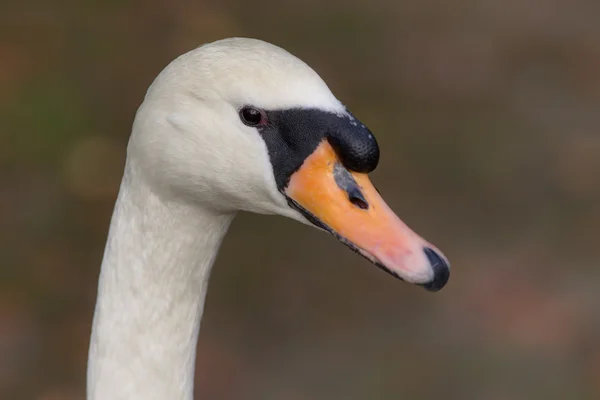 Swan närbild — Stockfoto