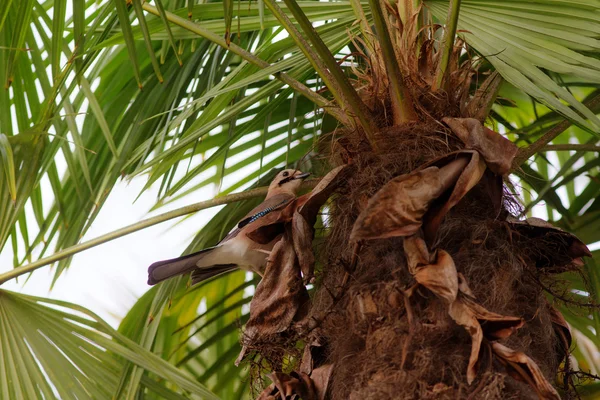 Eichelhäher auf einer Palme — Stockfoto