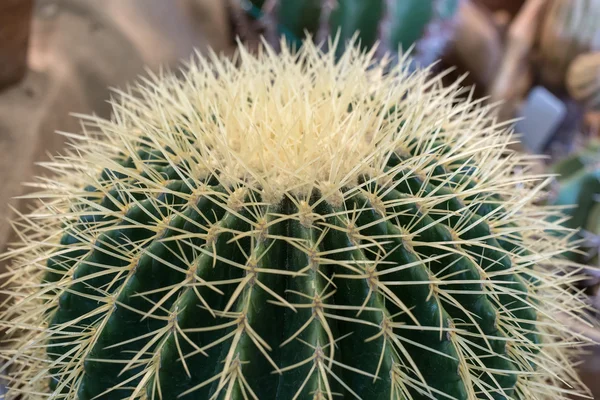 Groene cactus — Stockfoto