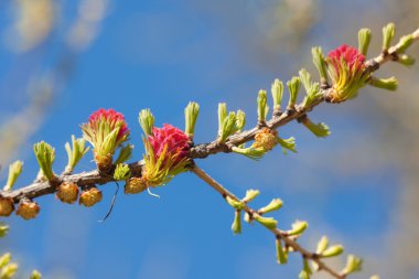 Yeni gelişen Karaçam