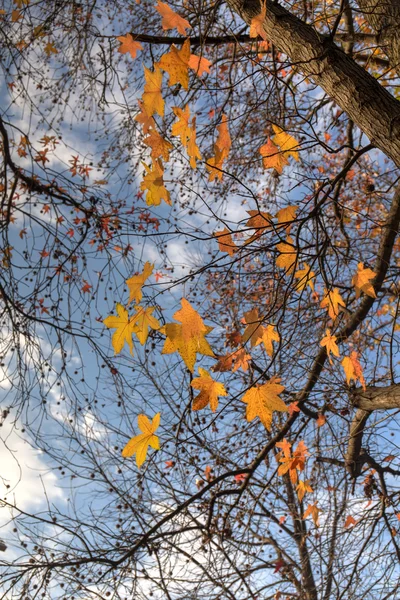 Liquidambar feuilles d'automne — Photo