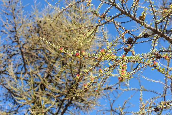 Branches de mélèze — Photo