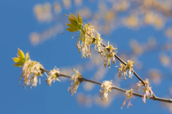 Spring maple branch — Stock Photo, Image