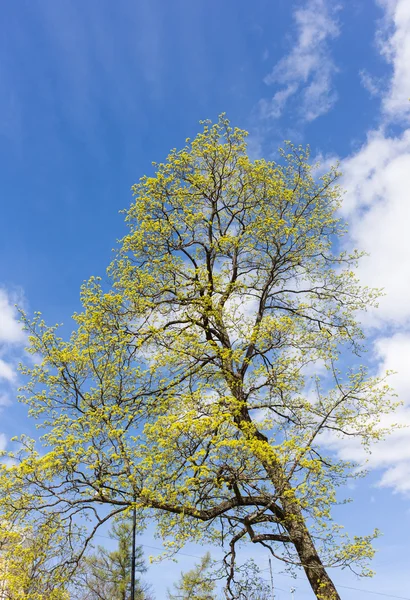 Bordo de primavera — Fotografia de Stock