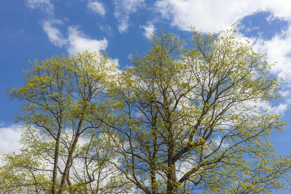 Arka kevään lehdet — kuvapankkivalokuva