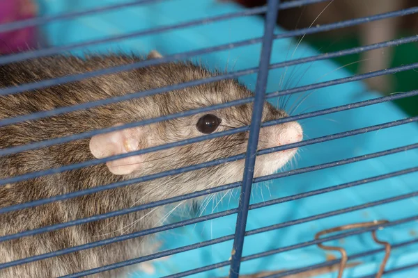 Krajowych szczur w klatce — Zdjęcie stockowe