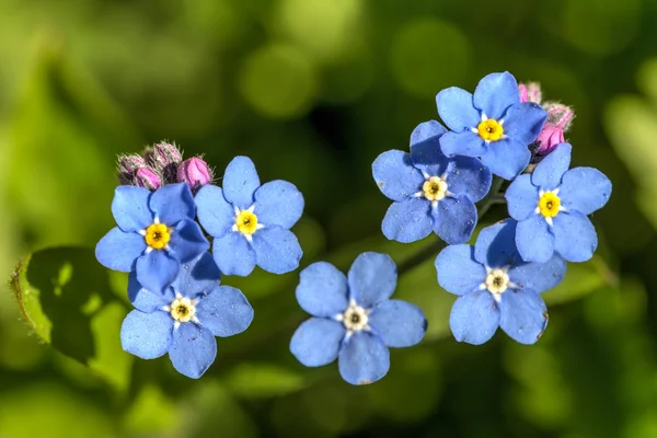 Primavera blu — Foto Stock