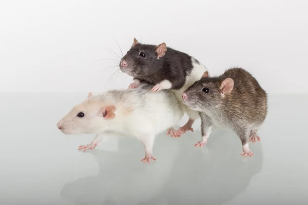 Three different domestic rats — Stock Photo, Image