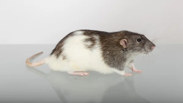 Szczur w profilu — Zdjęcie stockowe