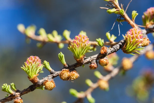 Larch in the spring close up — Stock Photo, Image