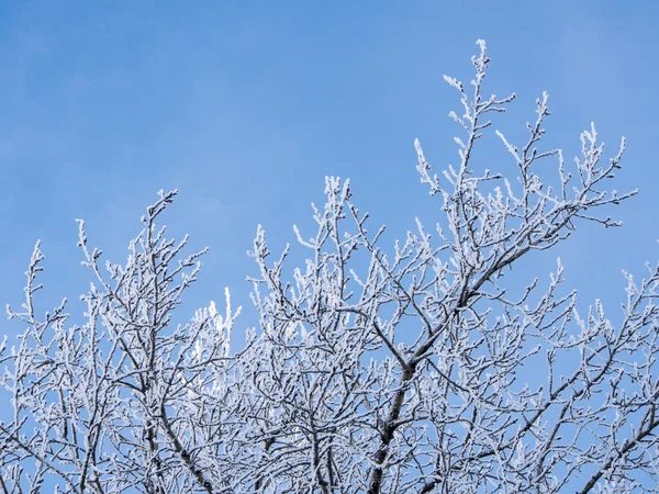 Winterliche Äste — Stockfoto