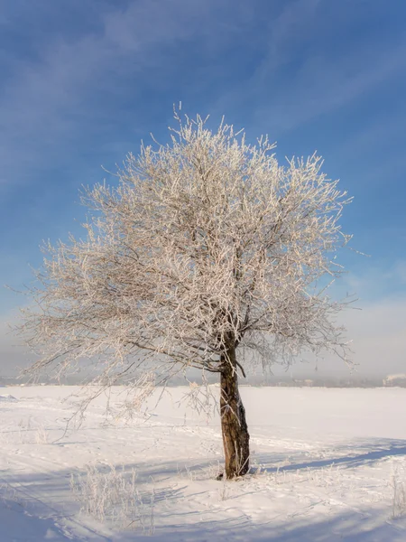 Träd i rimfrosten — Stockfoto