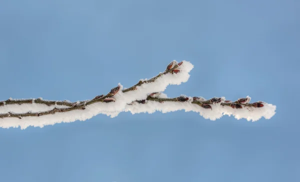 霧氷の春芽 — ストック写真