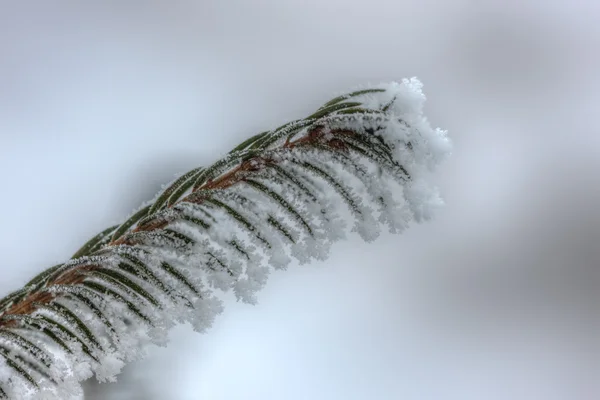 Winter branch close-up — Stockfoto
